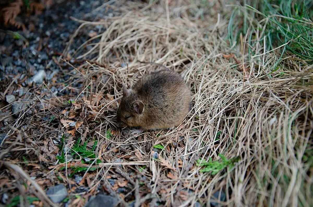 Brown-Rat 16