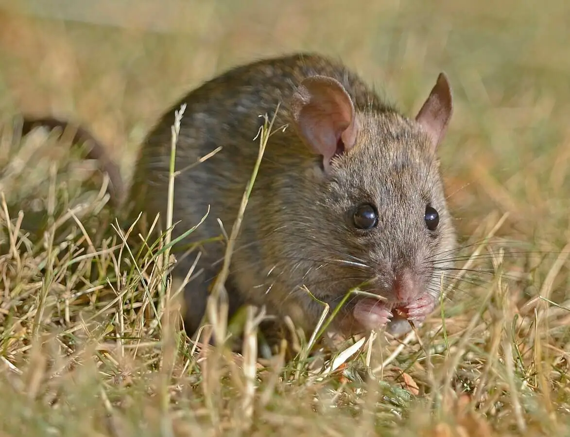 Brown-Rat 17