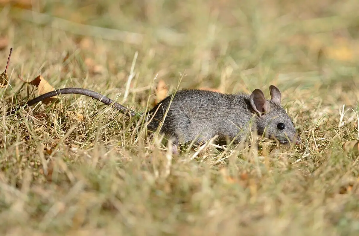 Brown-Rat 18