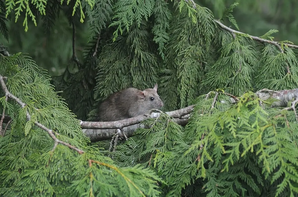 Brown-Rat 19