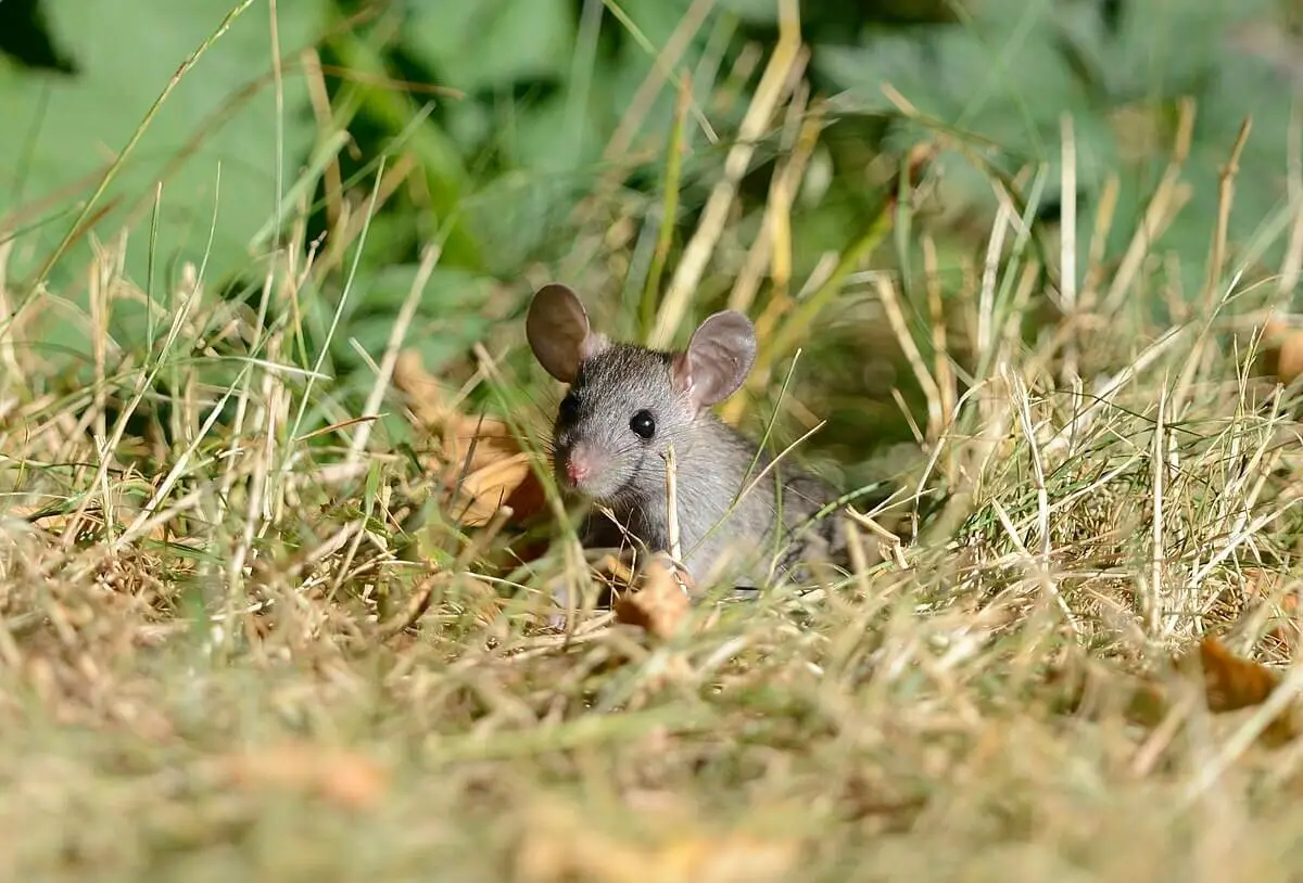 Brown-Rat 20