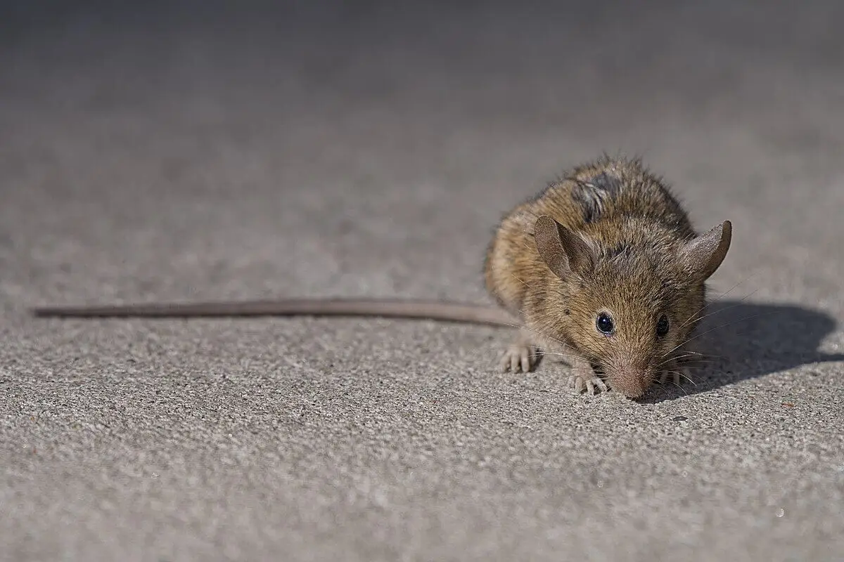 Brown-Rat 21