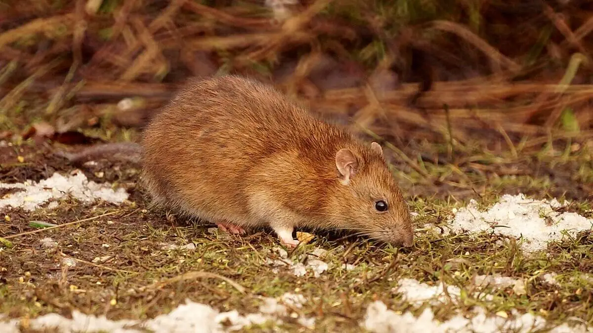 Brown-Rat 22