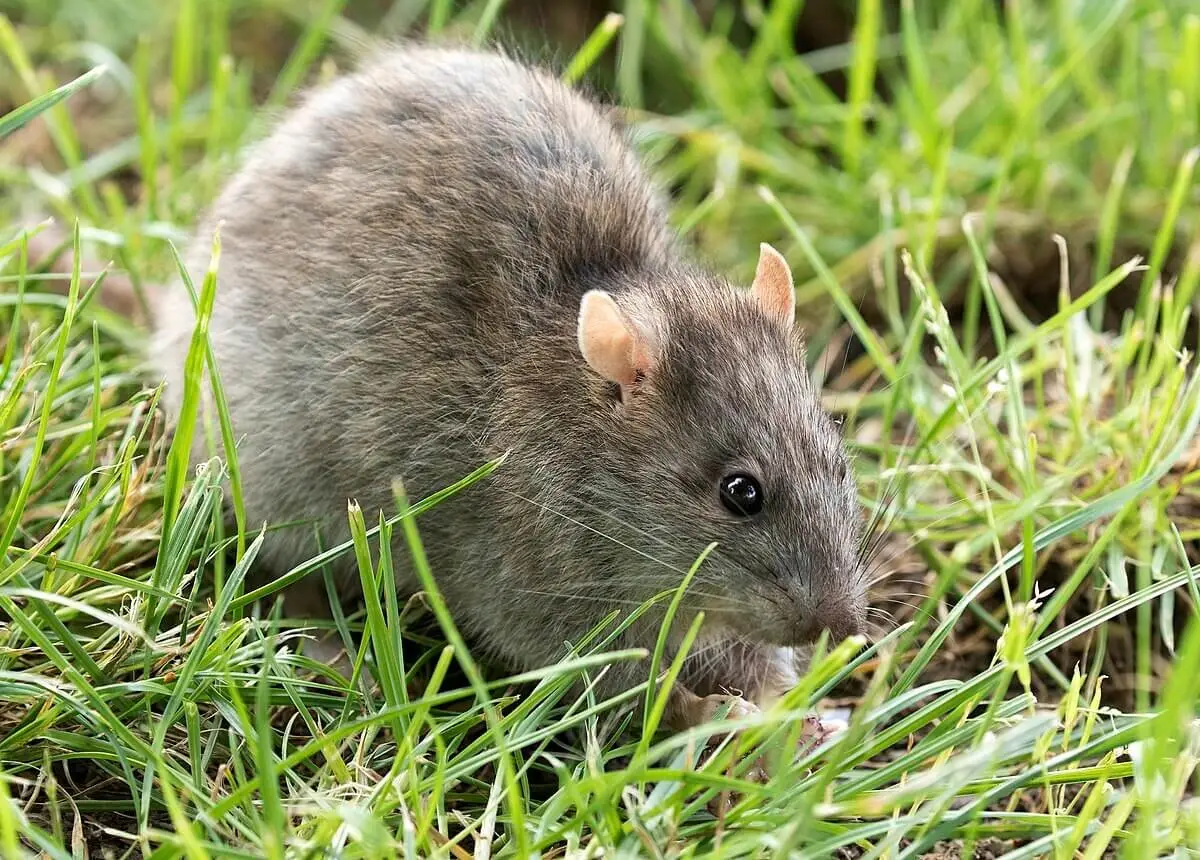 Brown-Rat 23