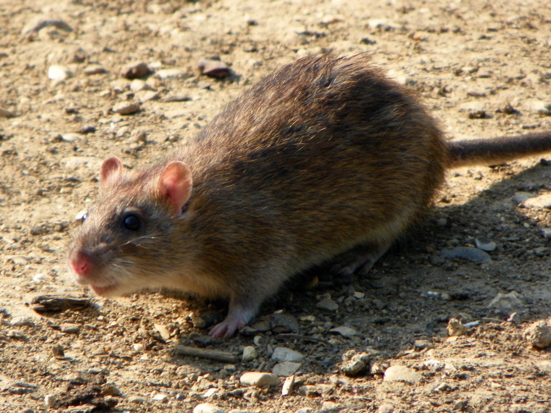 Brown-Rat 25