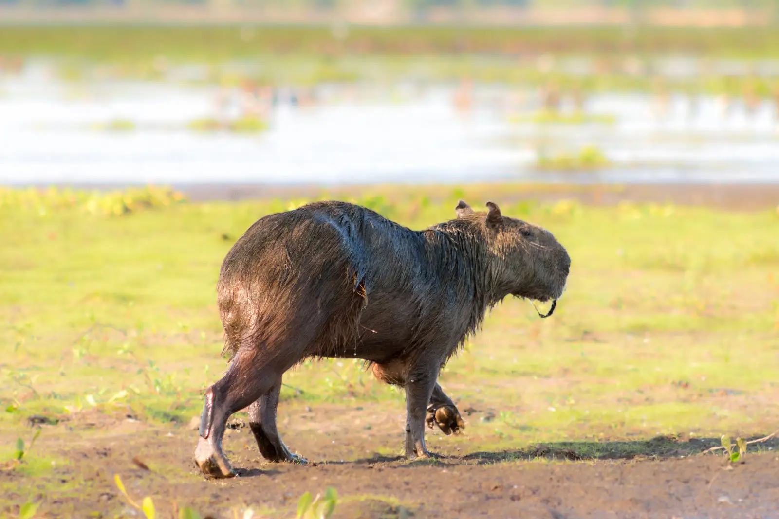 Capybara 01
