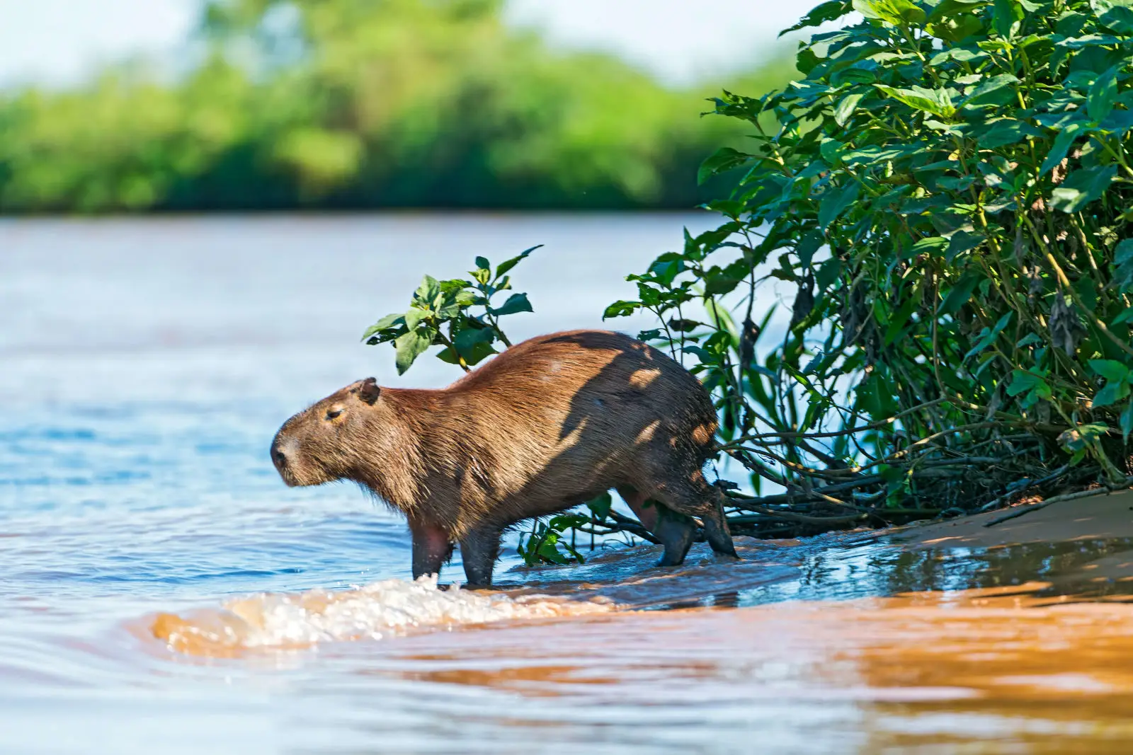 Capybara 02