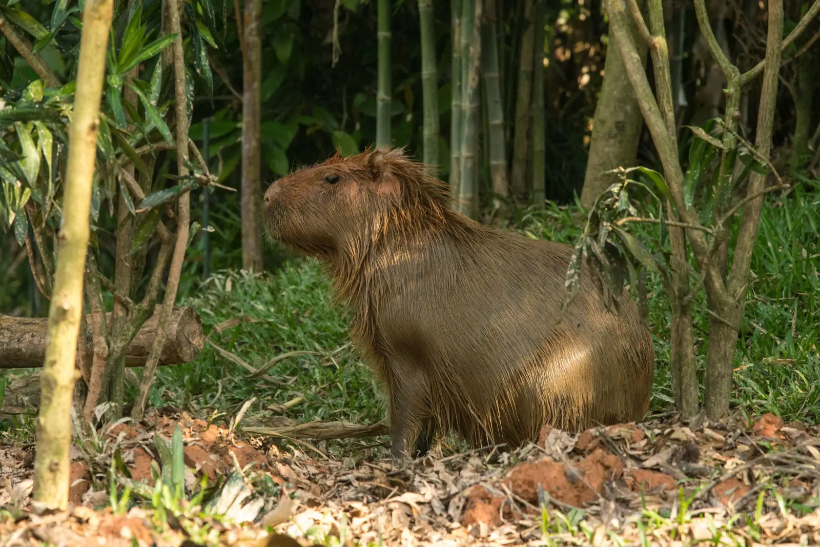 Capybara 03