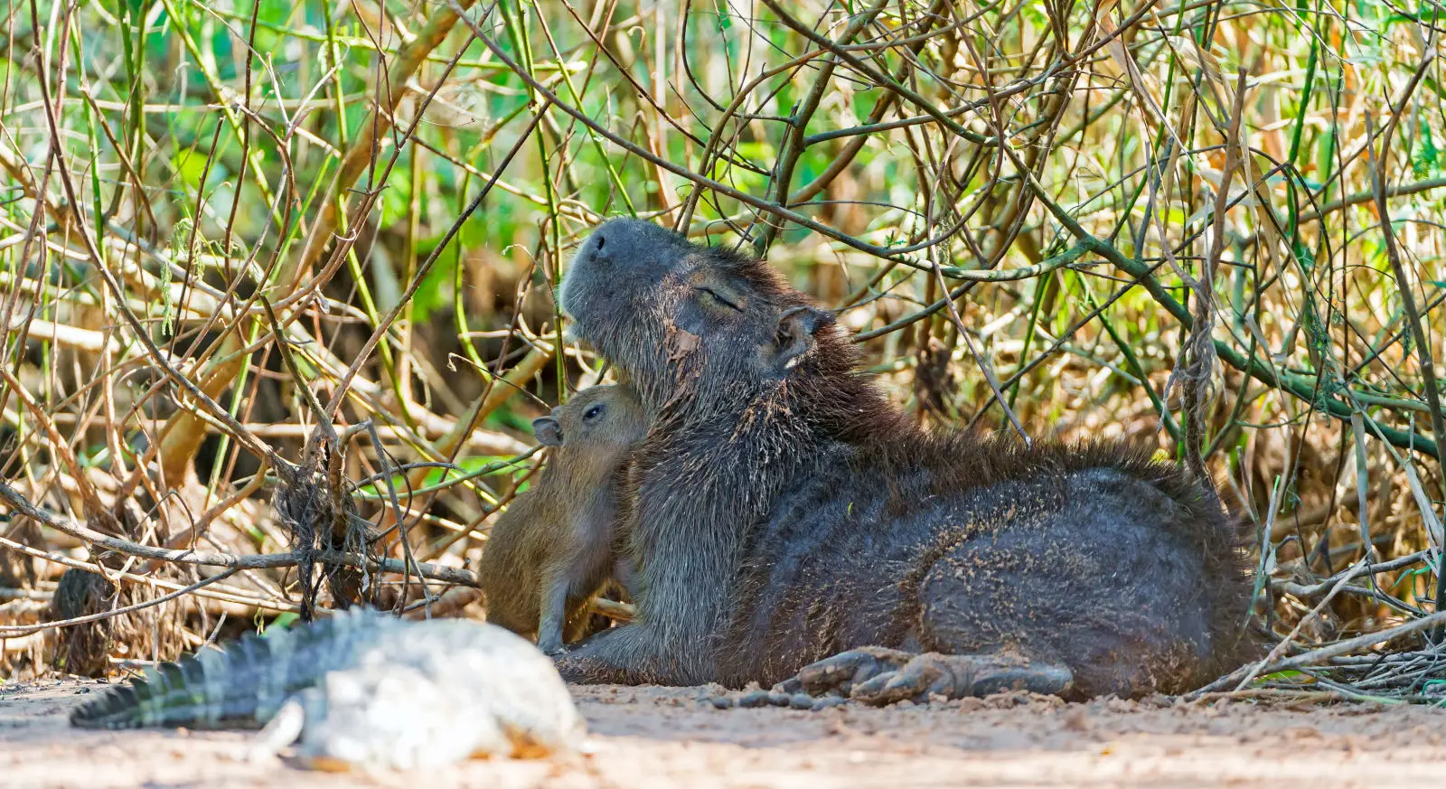 Capybara 04