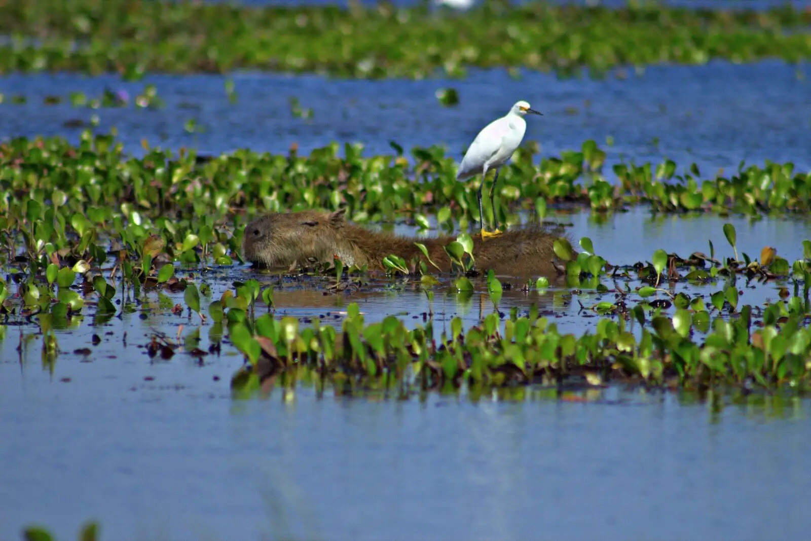 Capybara 05