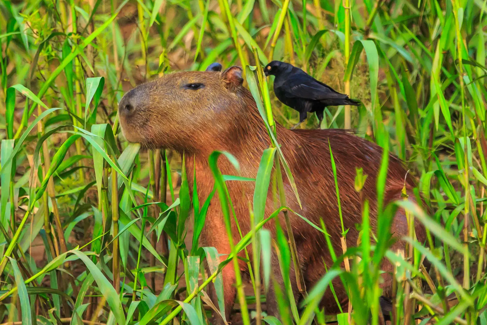 Capybara 06