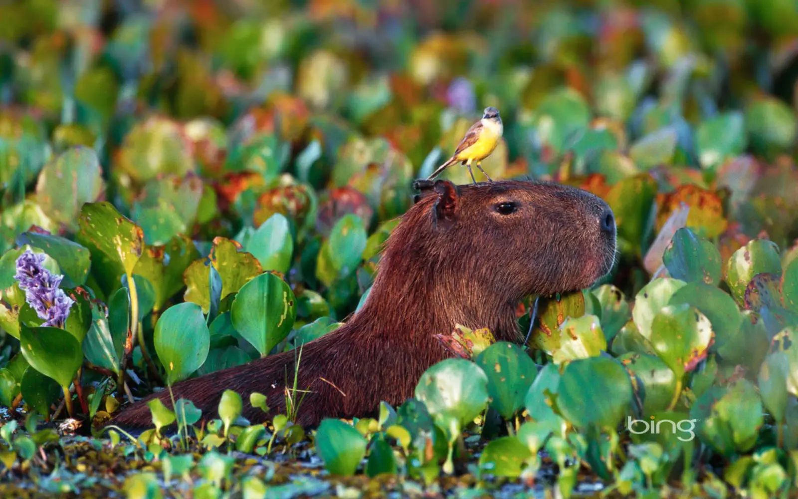 Capybara 07