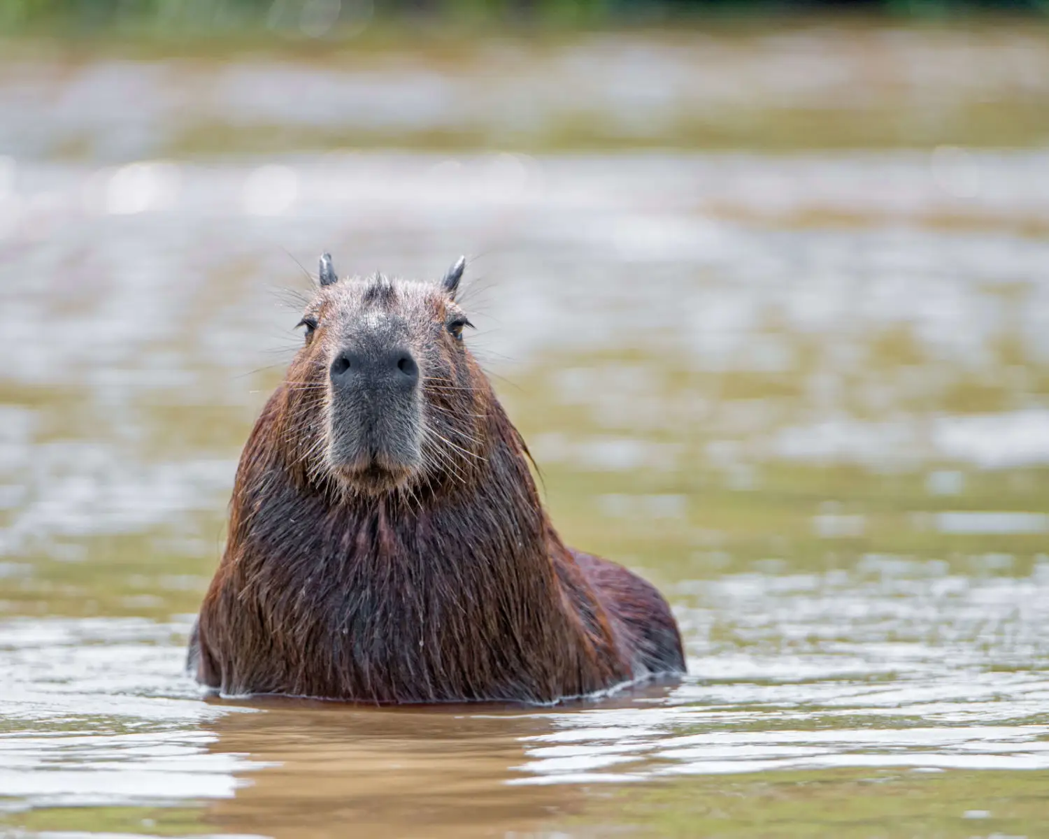 Capybara 08