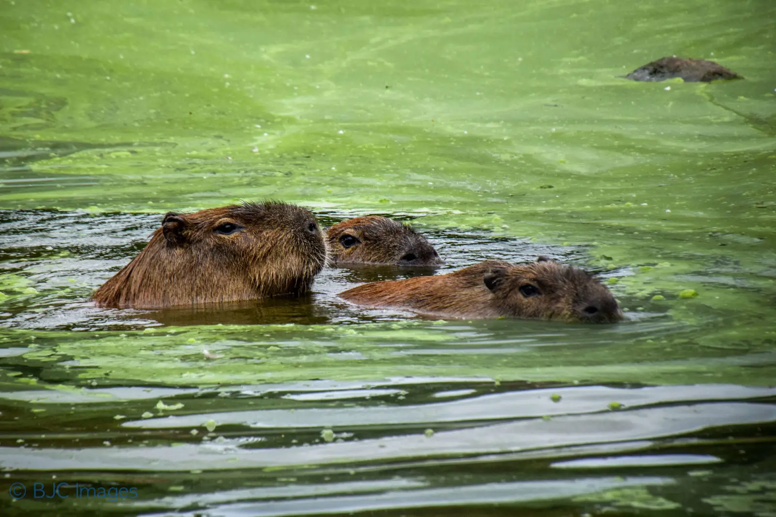Capybara 09