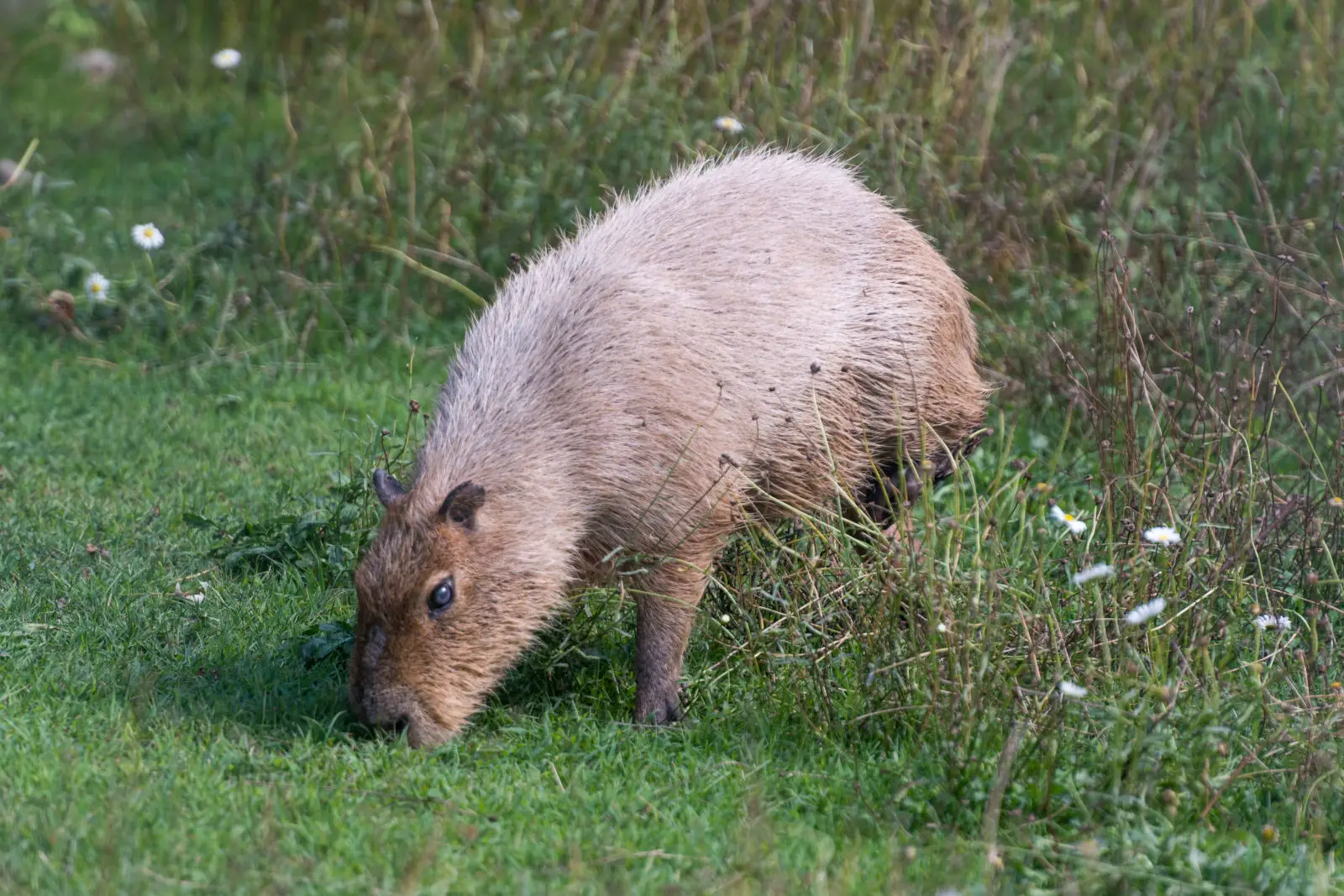Capybara 10