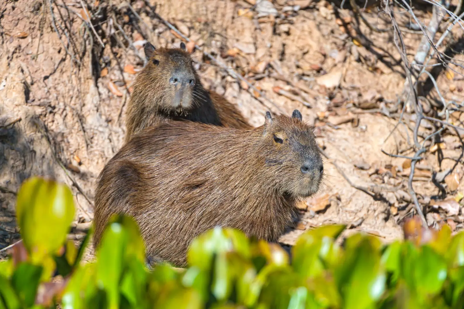 Capybara 11