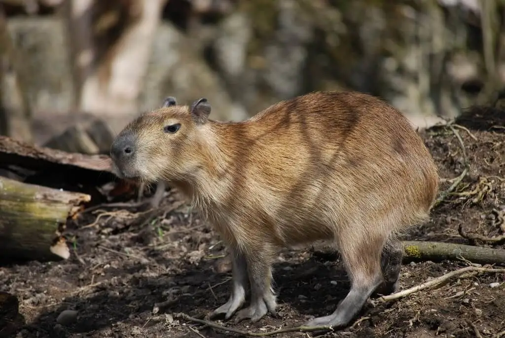 Capybara 12