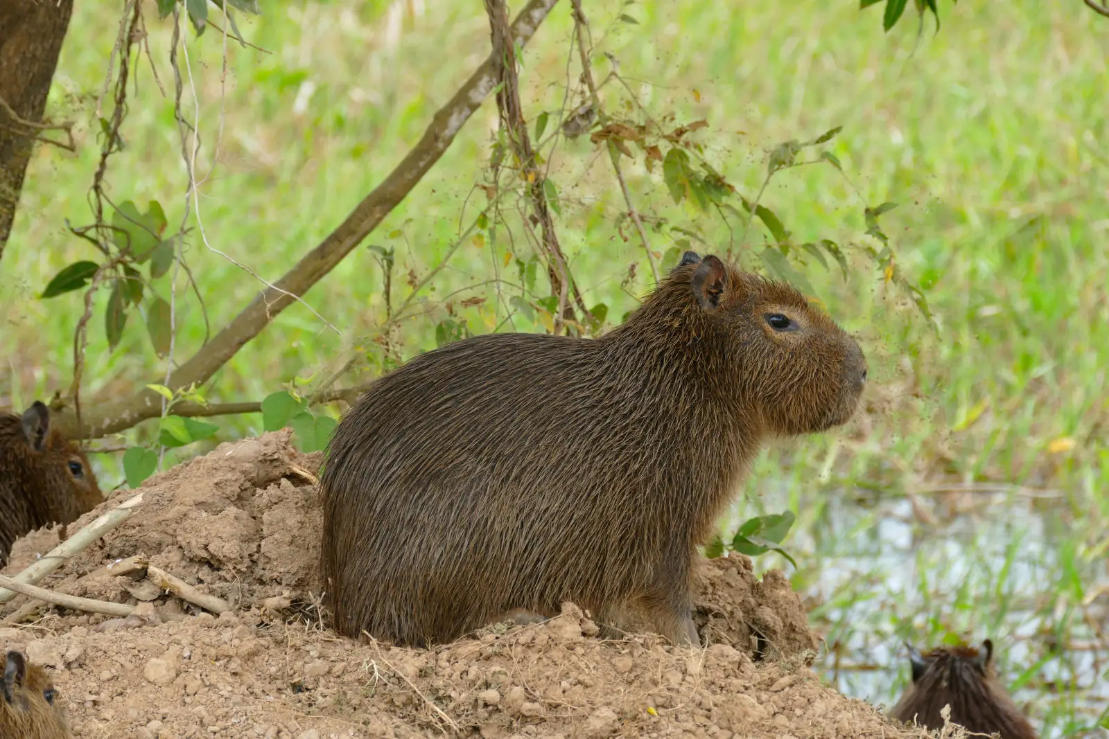 Capybara 13