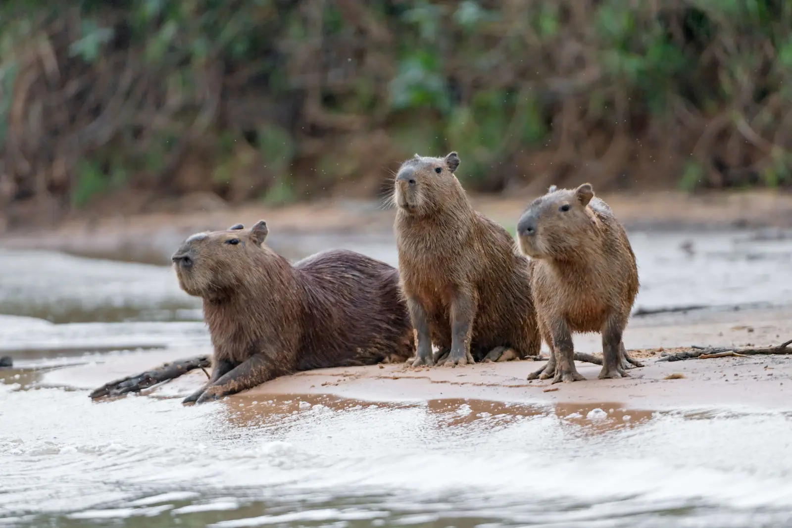 Capybara 14