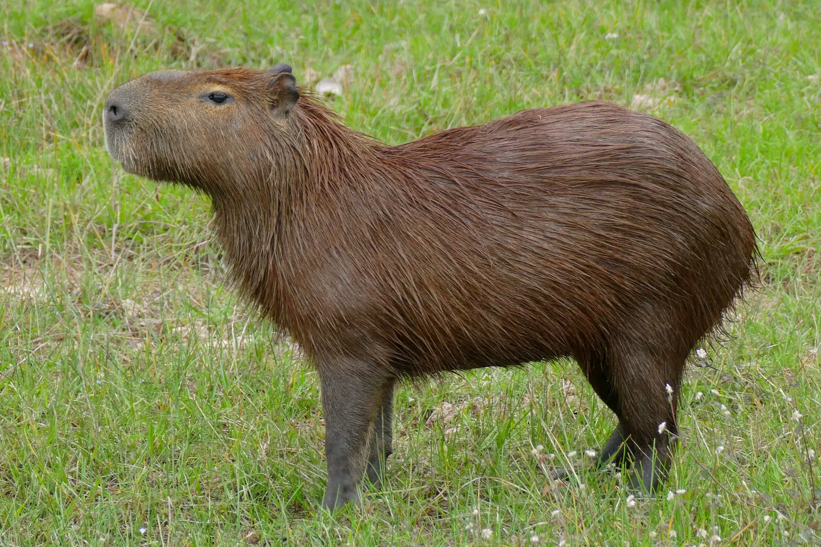 Capybara 15