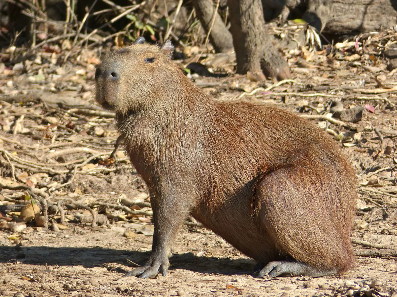 Capybara 16