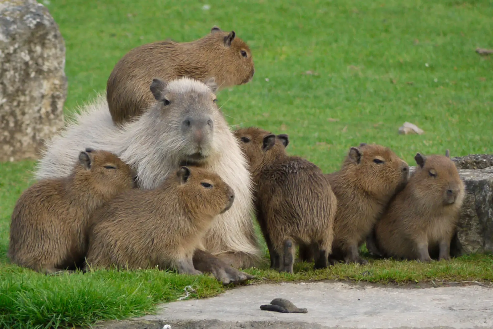 Capybara 17