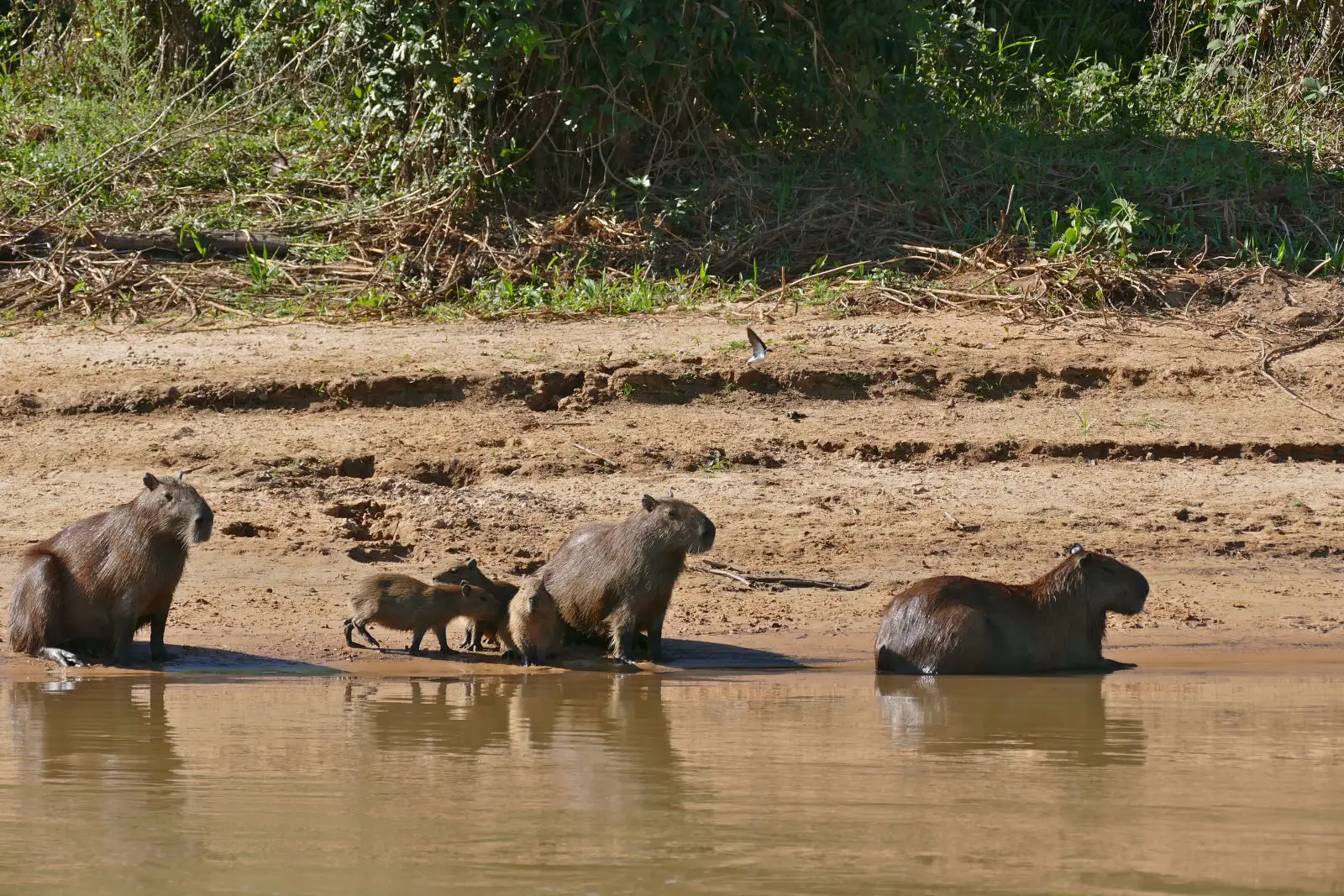 Capybara 18