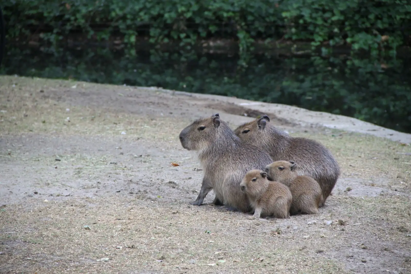Capybara 19