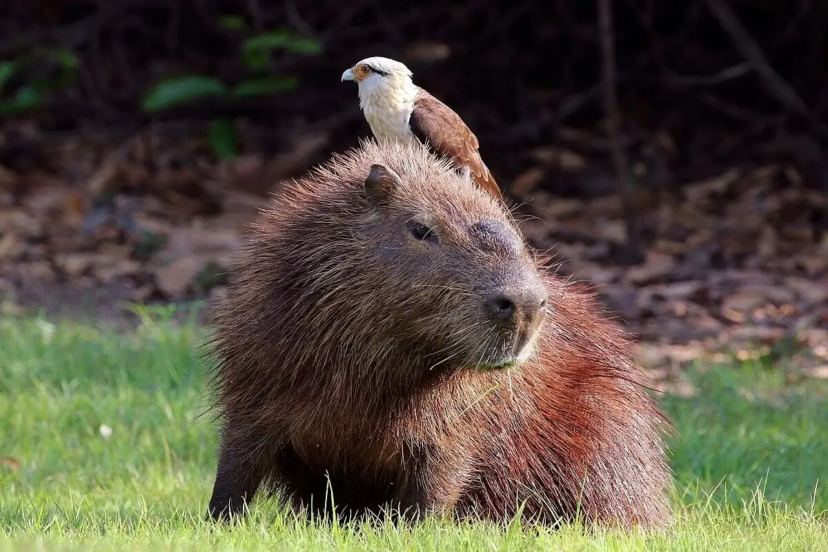 Capybara 20