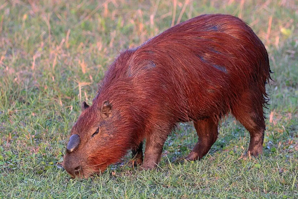 Capybara 21