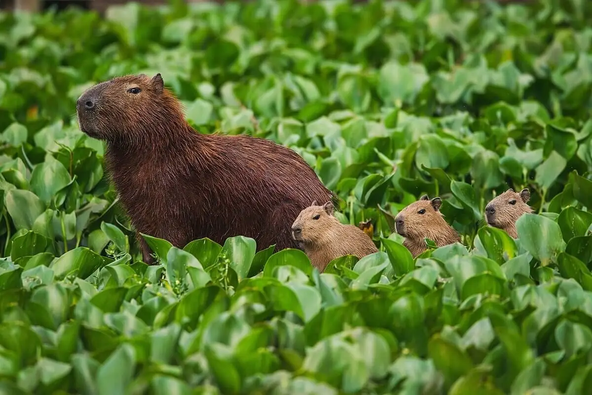 Capybara 22