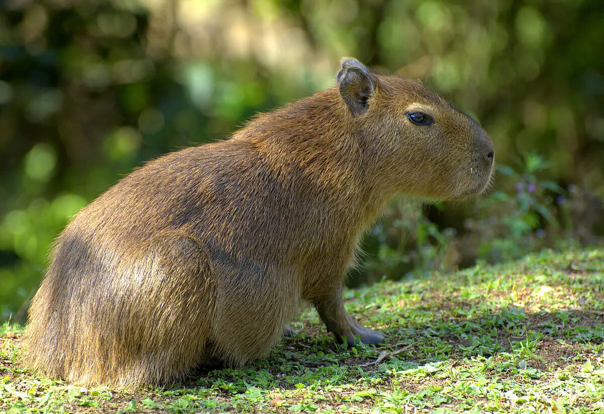 Capybara 23