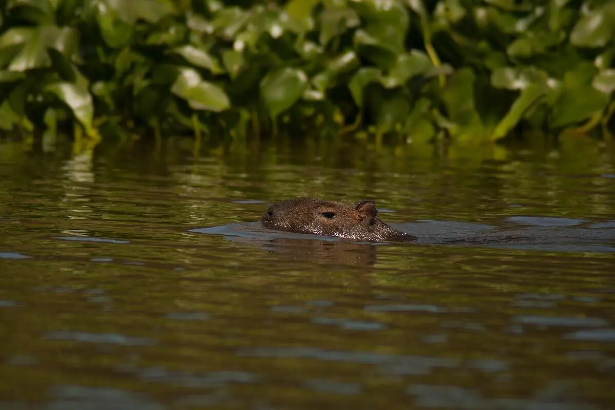 Capybara 24