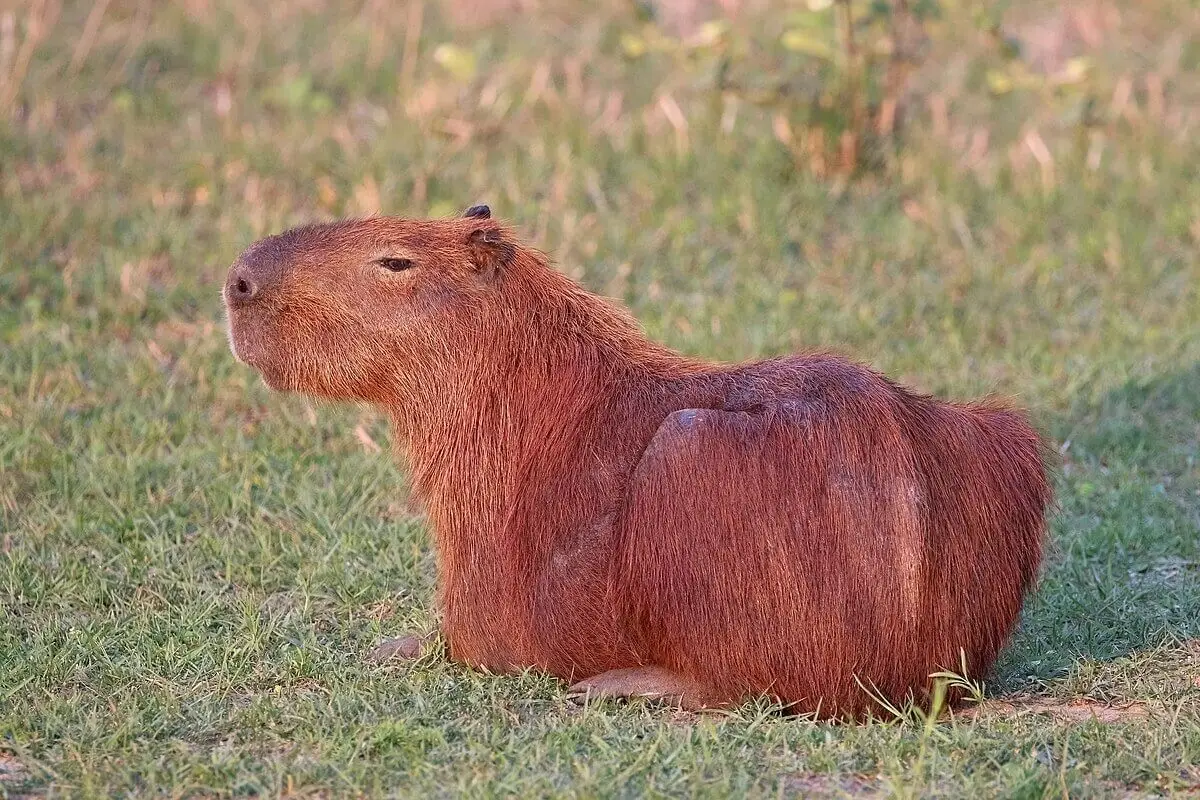 Capybara 25