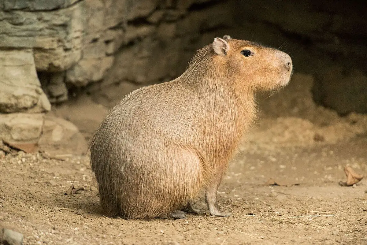 Capybara 26