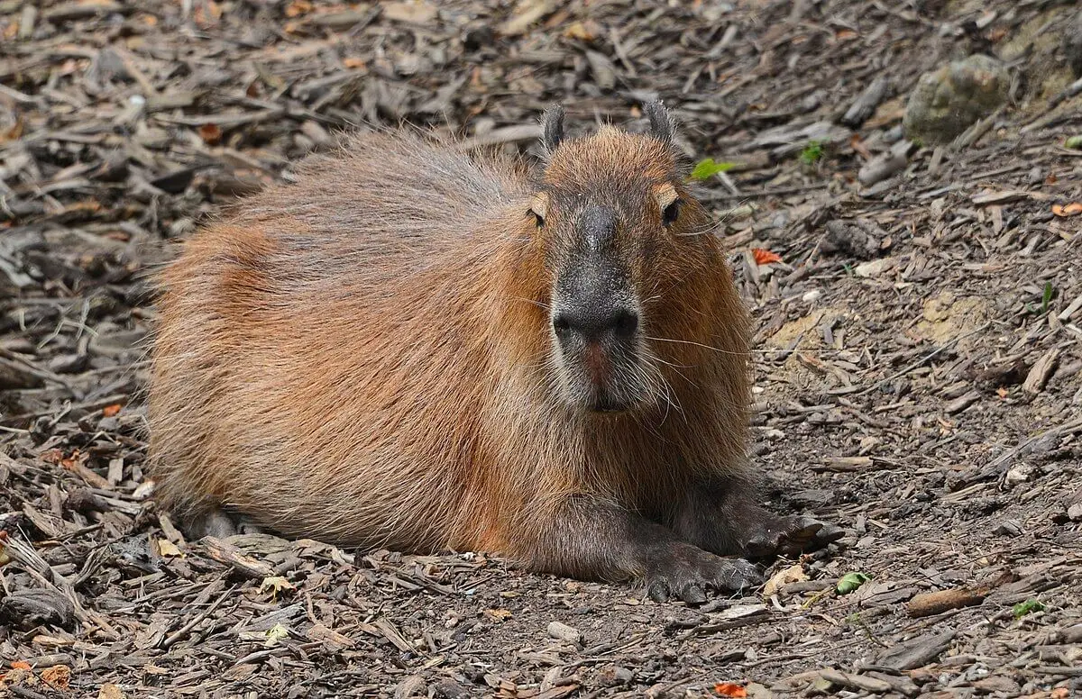 Capybara 27