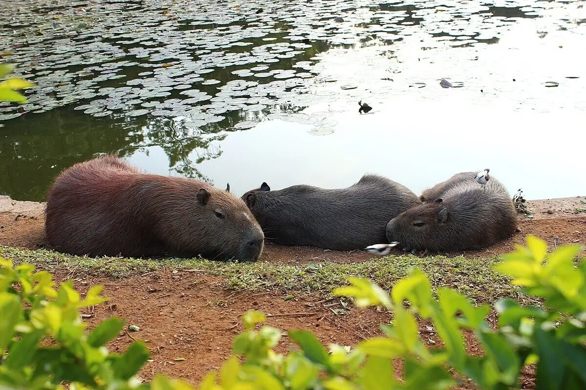 Capybara 29