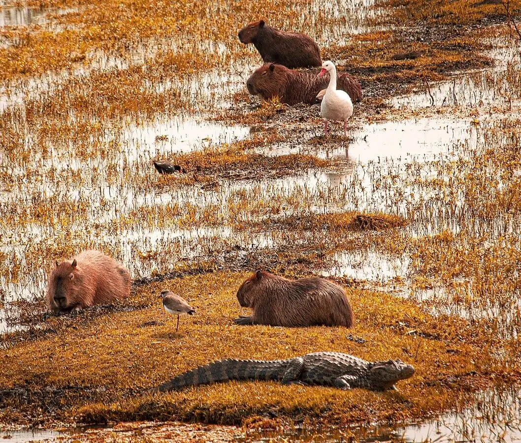 Capybara 32