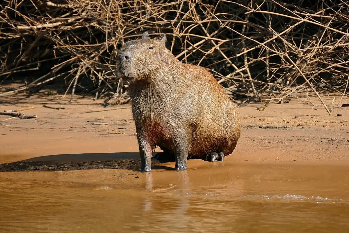 Capybara 33