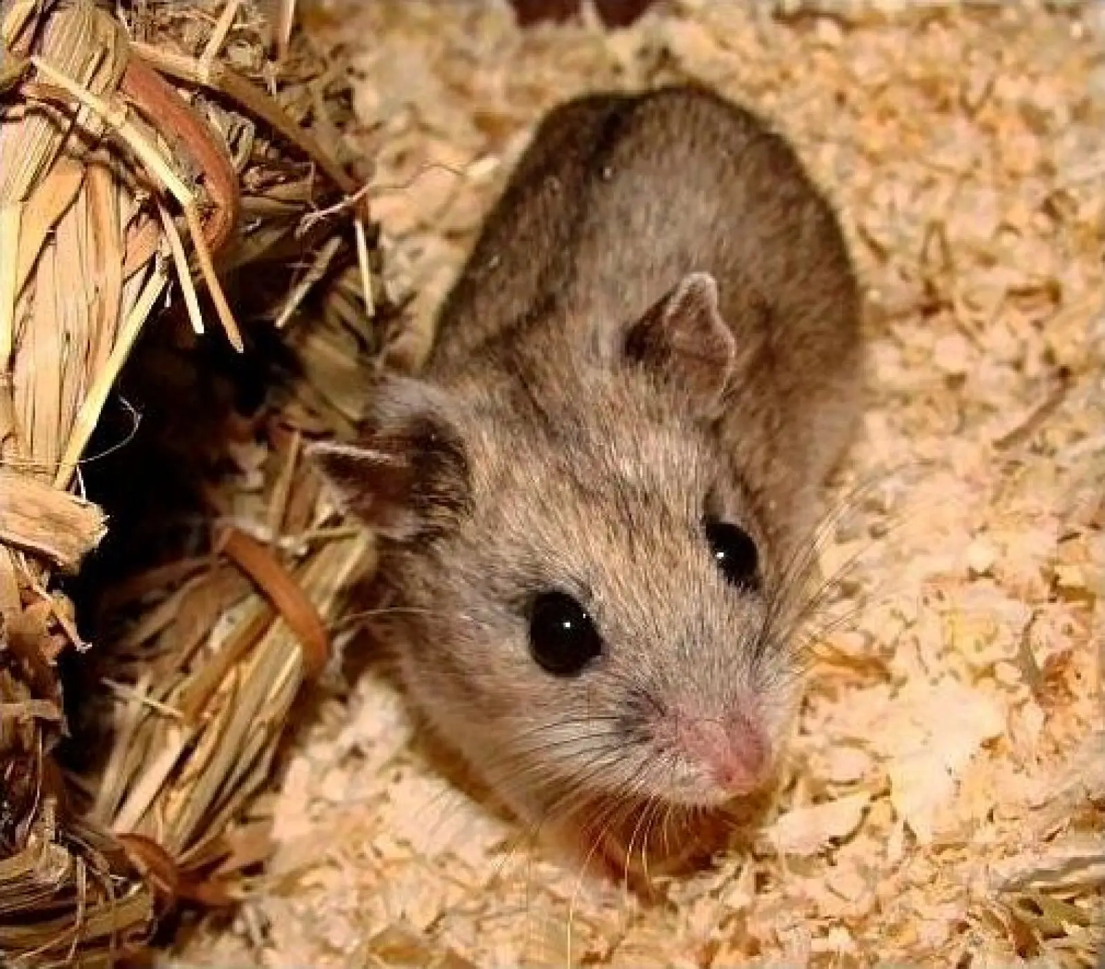 Chinese-Hamster 01