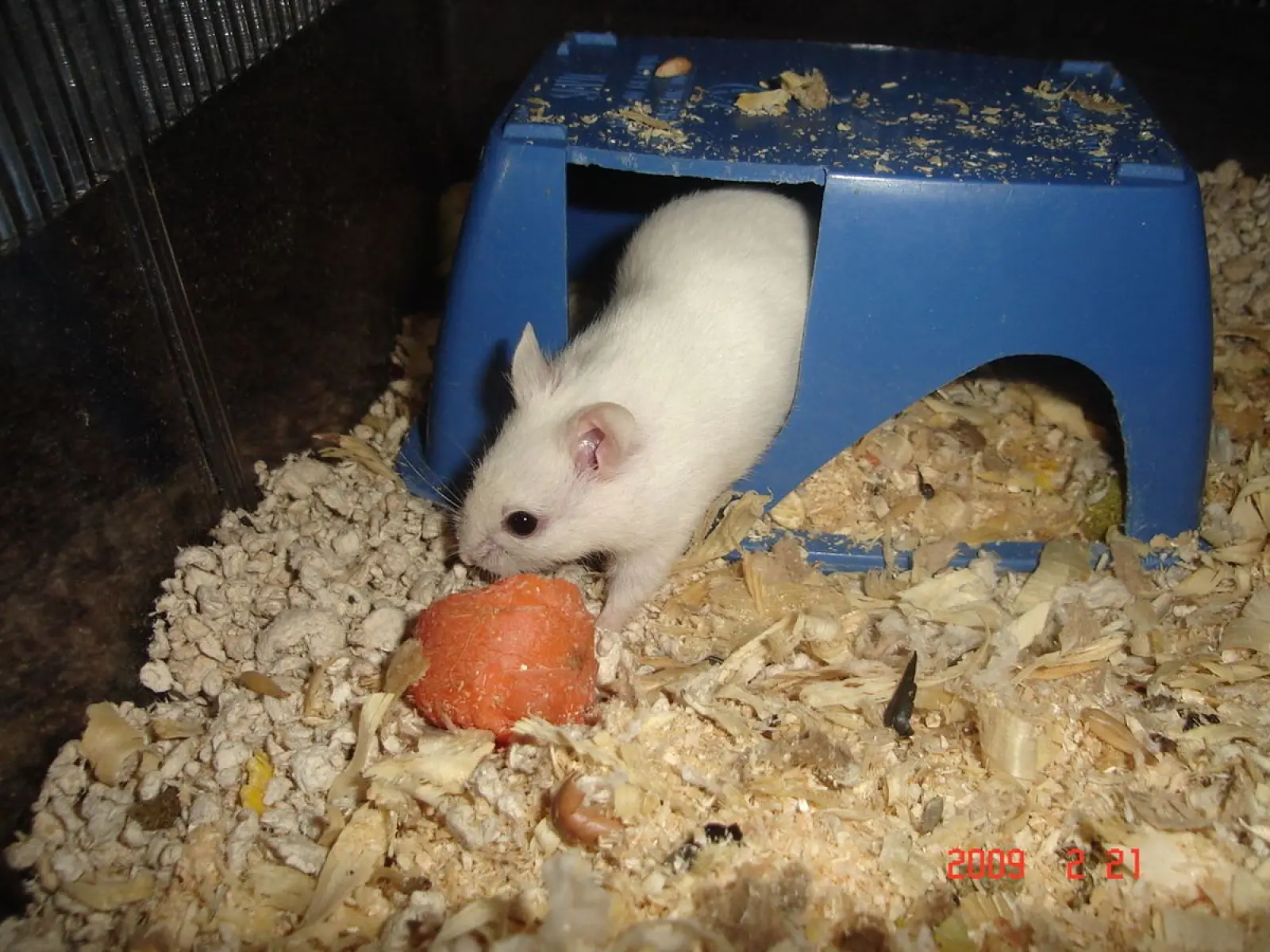 Chinese-Hamster 02