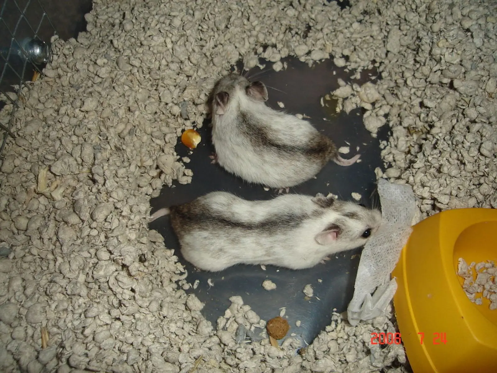 Chinese-Hamster 04
