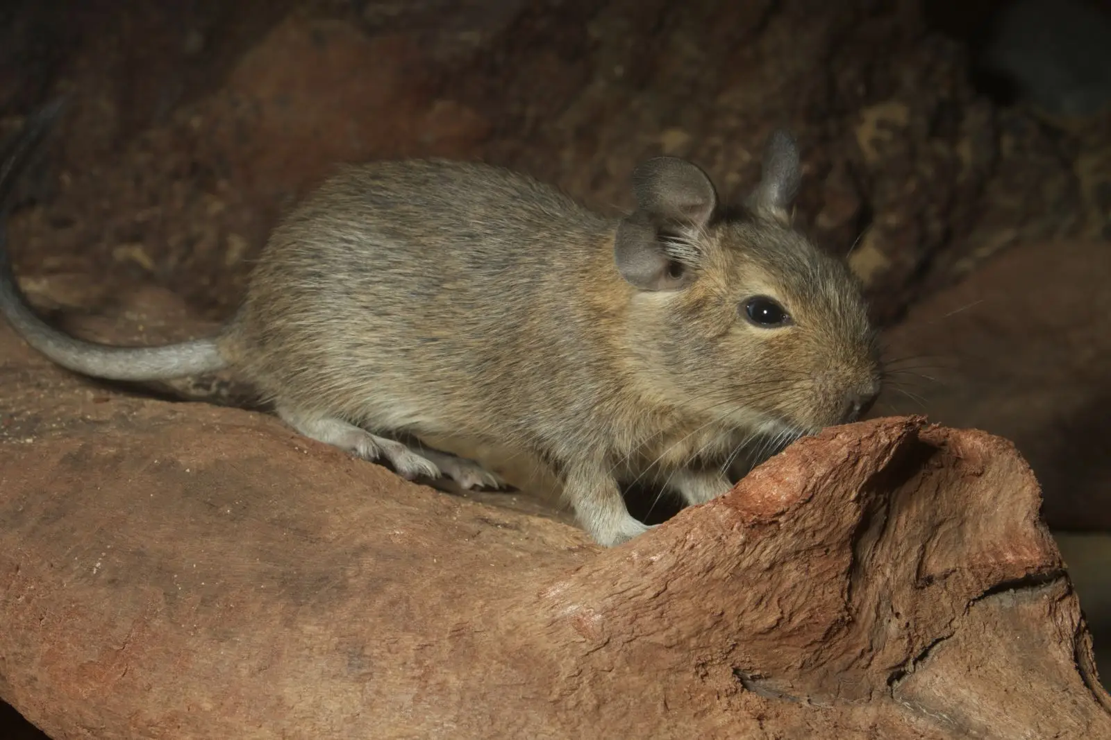 Degu 01