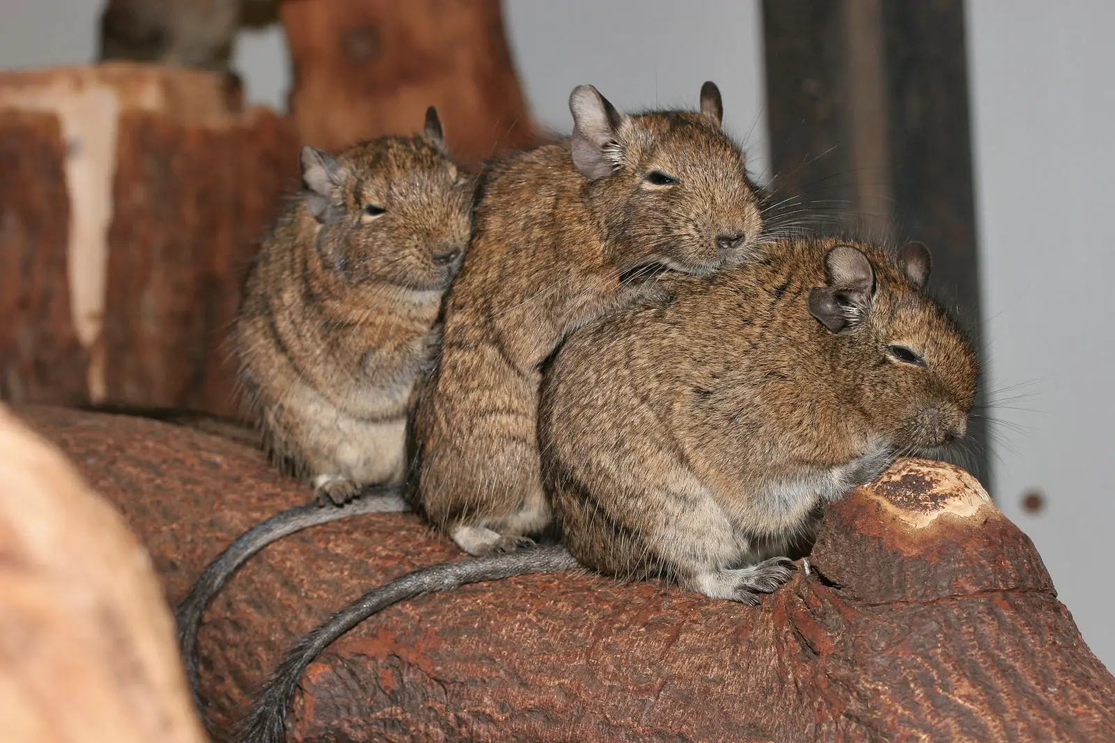 Degu 02