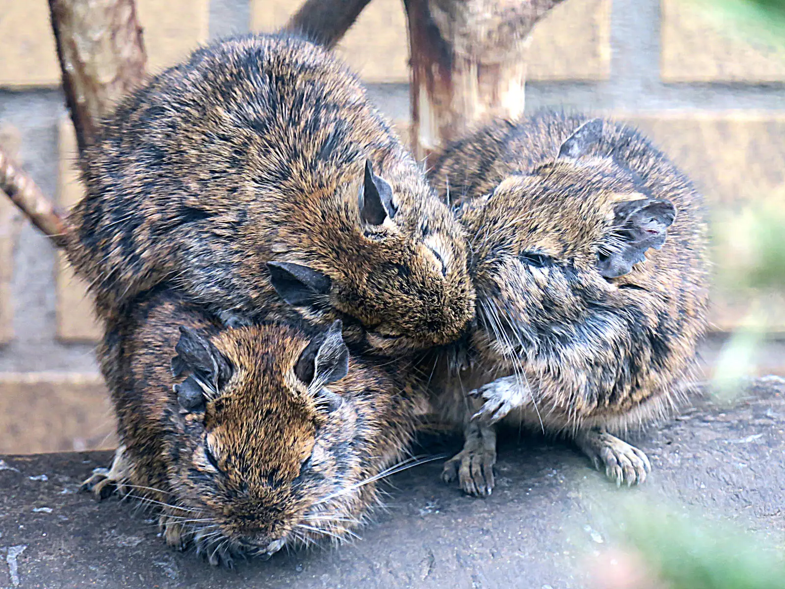 Degu 03
