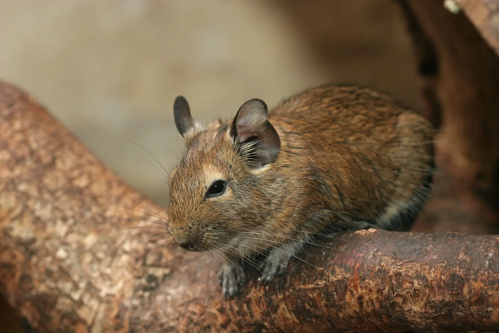 Degu 04