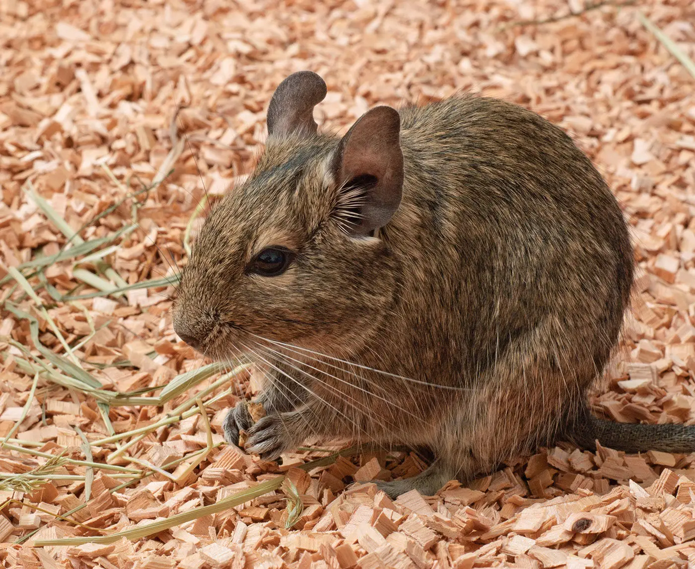 Degu 05