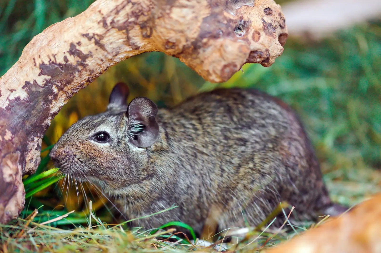 Degu 06