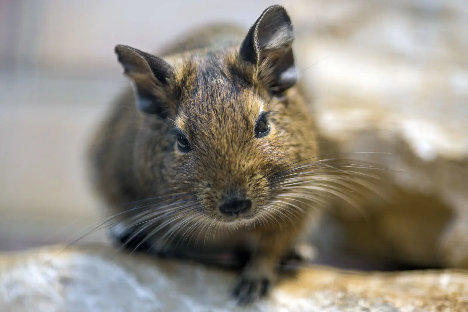 Degu 07