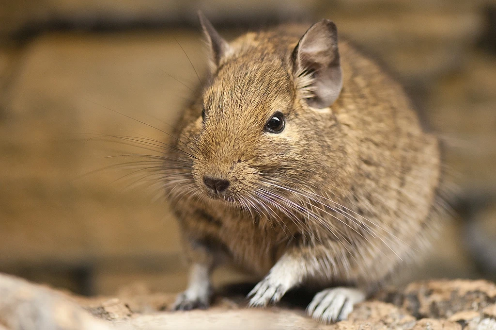 Degu 09